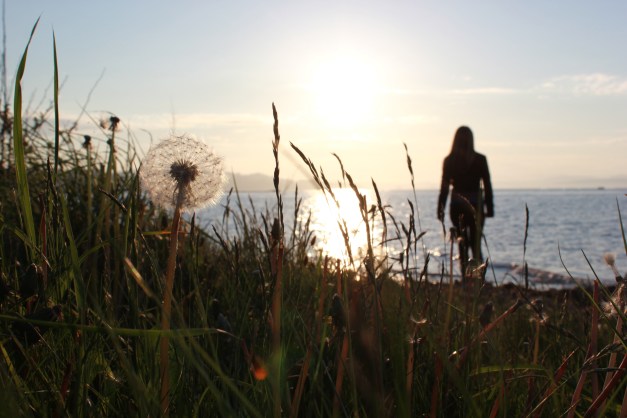 As tall as a dandelion
